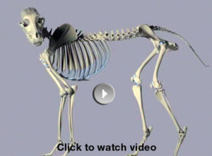 scanning-vet-hip-replacement-video