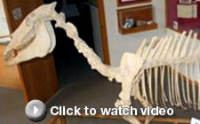 video---scanning-a-horse-skull