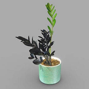 Zamioculcas Zamiifolia Plant 3D Model