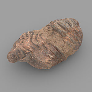 Fossil Model